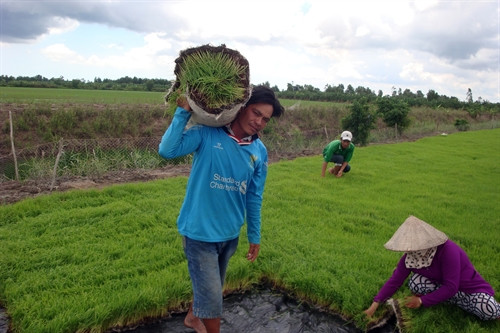 Vận chuyển mạ gọn nhẹ