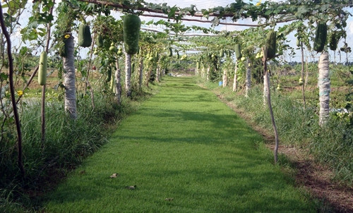 Tận dụng đất dưới giàn bầu và mướp để gieo mạ thảm