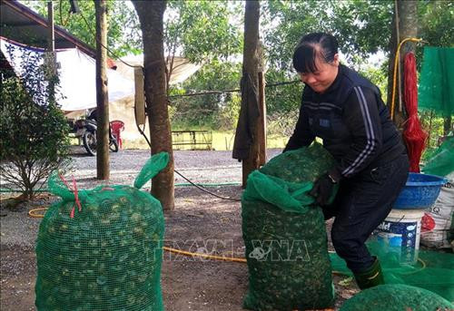 Ốc bươu vàng được thu mua với giá dao động từ 2.500-3000 đồng/kg để chế biến thành thức ăn cho các cơ sở nuôi trồng thủy sản. Ảnh: Văn Tý-TTXVN Ốc bươu vàng được thu mua với giá dao động từ 2.500-3000 đồng/kg để chế biến thành thức ăn cho các cơ sở nuôi trồng thủy sản. Ảnh: Văn Tý-TTXVN