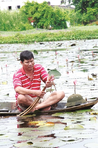 Anh Kim Khỏe trên ao bông súng mang lại thu nhập cho gia đình từ 200.000 - 300.000 đồng/ngày Anh Kim Khỏe trên ao bông súng mang lại thu nhập cho gia đình từ 200.000 - 300.000 đồng/ngày