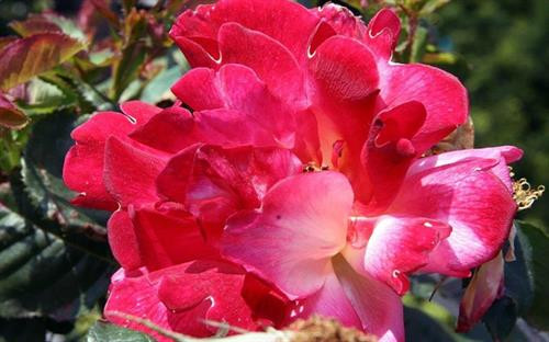 Hồng Joseph Coat Hồng Joseph Coat gây ấn tượng mạnh mẽ bởi sắc màu đa dạng của cánh hoa, từ cam, vàng cho đến đỏ... Độ đậm nhạt của màu hoa phụ thuộc thời tiết, đất trồng, lượng ánh sáng mặt trời. Hồng Joseph Coat cần “tắm nắng” ít nhất sáu giờ/ngày và cần được cung cấp tương đối nhiều nước. Hồng Joseph Coat tỏa mùi hương êm dịu, mỗi bông có khoảng 40 cánh hoa. Thân cây có rất nhiều gai và thường được trồng quanh các bức tường và hàng rào. Ảnh: Wikimedia Hồng Joseph Coat Hồng Joseph Coat gây ấn tượng mạnh mẽ bởi sắc màu đa dạng của cánh hoa, từ cam, vàng cho đến đỏ... Độ đậm nhạt của màu hoa phụ thuộc thời tiết, đất trồng, lượng ánh sáng mặt trời. Hồng Joseph Coat cần “tắm nắng” ít nhất sáu giờ/ngày và cần được cung cấp tương đối nhiều nước. Hồng Joseph Coat tỏa mùi hương êm dịu, mỗi bông có khoảng 40 cánh hoa. Thân cây có rất nhiều gai và thường được trồng quanh các bức tường và hàng rào. Ảnh: Wikimedia