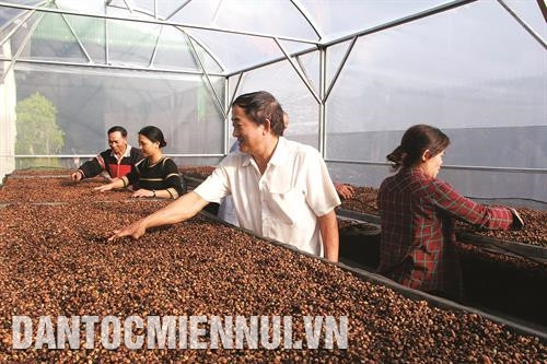 Phát triển cà phê đặc sản, hướng đi mới nhằm nâng cao giá trị của cà phê. Ảnh: Phạm Cường