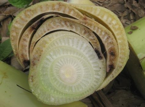 Triệu chứng bệnh cháy lá trên bẹ chuối. Ảnh: khuyennongvn.gov.vn Triệu chứng bệnh cháy lá trên bẹ chuối. Ảnh: khuyennongvn.gov.vn