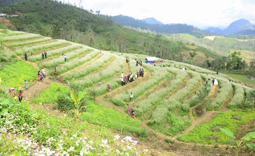 “Ruộng bậc thang” hoa tam giác mạch. “Ruộng bậc thang” hoa tam giác mạch.