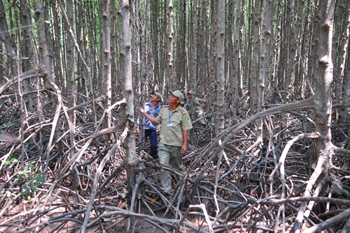 Lực lượng Ban quản lý rừng phòng hộ Cần Giờ và chủ rừng Võ Tấn Tài (ở giữa) phối hợp tuần tra rừng.