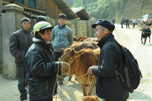Chọn mua con bò ưng ý. Chọn mua con bò ưng ý.