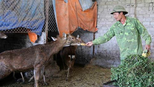 Hươu rất thích ăn các loại rau, quả vị ngọt, chát, như chuối, đu đủ, thanh long và rau muống. Ảnh: danviet.vn