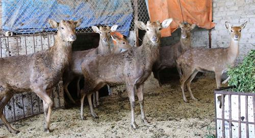 Mỗi ngày 1 con hươu ăn khoảng 5-7 kg rau xanh, lá cây, những loại rau, lá cây này rất dễ kiếm trên rừng, kể cả vào mùa đông. Ảnh: danviet.vn