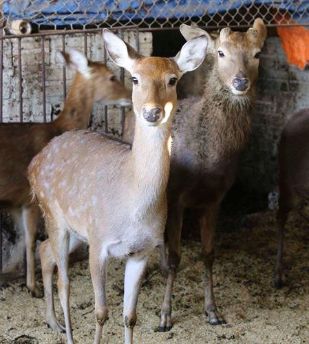 Kinh nghiệm nuôi hươu thịt của anh Hiên là chọn những con cái làm giống, vừa nhanh lớn, dễ chăm sóc và ít đánh nhau. Ảnh: danviet.vn