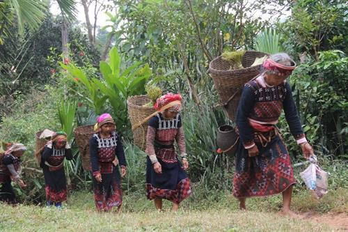 Mọi người gùi lúa trở về nhà