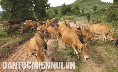 Nhờ chăn nuôi bò thịt, nhiều hộ đồng bào ở huyện Phú Thiện đã thoát nghèo. Ảnh: An Thành Đạt - TTXVN