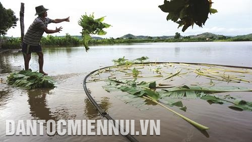 Thương binh Phạm Văn Tới ở thôn Plec Đốp, xã Ayun Hạ, huyện Phú Thiện làm giàu nhờ nuôi trồng thủy sản. Ảnh: An Thành Đạt - TTXVN