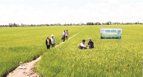 Thành phố Cần Thơ triển khai mô hình liên kết 4 nhà trên "cánh đồng lớn" Thành phố Cần Thơ triển khai mô hình liên kết 4 nhà trên "cánh đồng lớn"