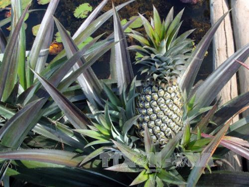 Trồng dứa phụng phục vụ Tết ảnh 1