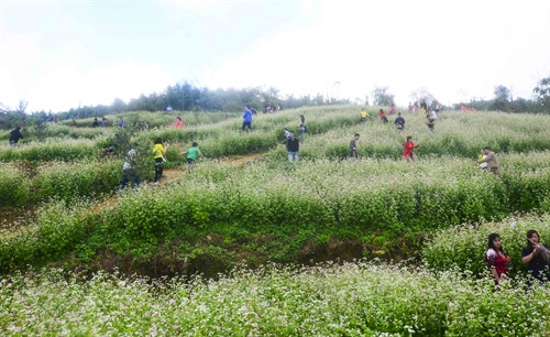 Đông đảo du khách tham quan vườn hoa tam giác mạch. Đông đảo du khách tham quan vườn hoa tam giác mạch.