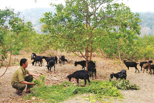 Gia Lai phát triển đàn dê bách thảoGia Lai Gia Lai phát triển đàn dê bách thảoGia Lai