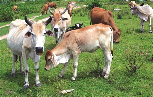 Nuôi bò lai đang mang lại hiệu quả cao cho đồng bào các dân tộc ở Gia Lai Nuôi bò lai đang mang lại hiệu quả cao cho đồng bào các dân tộc ở Gia Lai