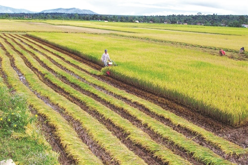 Đưa cơ giới hóa vào sản xuất lúa góp phần tăng năng suất lao động Đưa cơ giới hóa vào sản xuất lúa góp phần tăng năng suất lao động