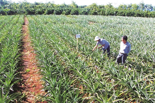 Trồng dứa đầu tư ít nhưng đem lại hiệu quả kinh tế cao cho đồng bào ở nhiều xã vùng sâu Trồng dứa đầu tư ít nhưng đem lại hiệu quả kinh tế cao cho đồng bào ở nhiều xã vùng sâu