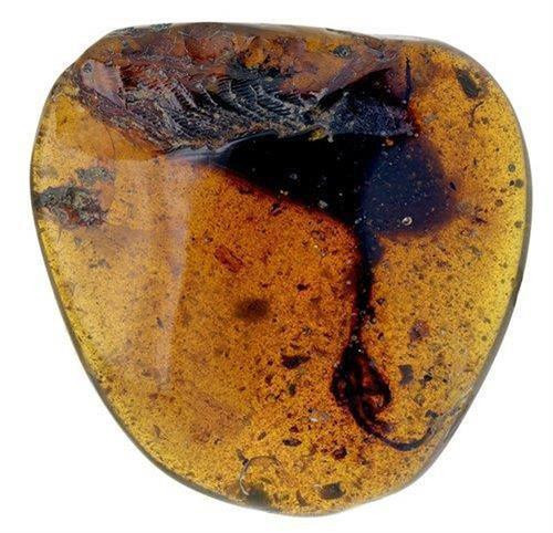 Hóa thạch loài chim tiền sử mới được phát hiện. Ảnh: globaltimes.cn Hóa thạch loài chim tiền sử mới được phát hiện. Ảnh: globaltimes.cn