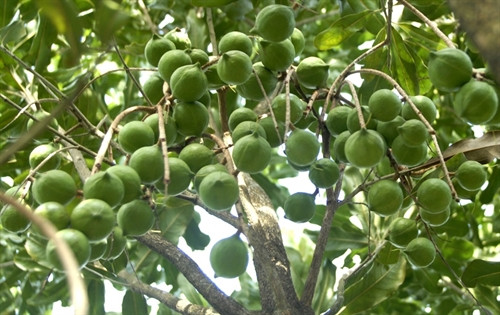 Ảnh minh họa. Ảnh minh họa.