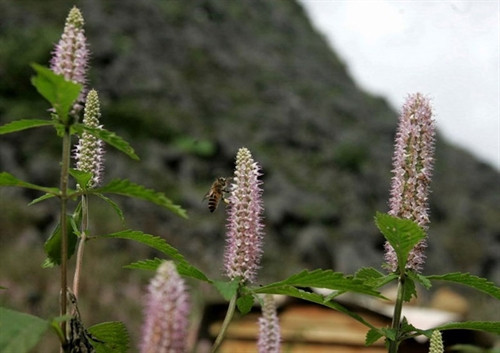 Mật ong bạc hà Mèo Vạc ảnh 1