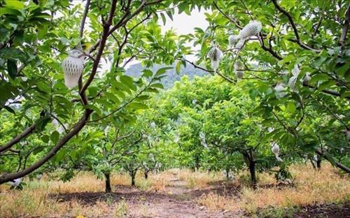 Vùng sản xuất mãng cầu xung quanh chân núi Bà Đen. Ảnh: Lê Đức Hoảnh - TTXVN Vùng sản xuất mãng cầu xung quanh chân núi Bà Đen. Ảnh: Lê Đức Hoảnh - TTXVN