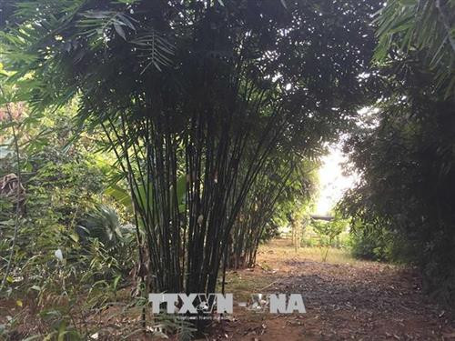 Người dân vùng biên thoát nghèo nhờ trồng vầu. Ảnh: Nguyễn Đình Nam - TTXVN Người dân vùng biên thoát nghèo nhờ trồng vầu. Ảnh: Nguyễn Đình Nam - TTXVN