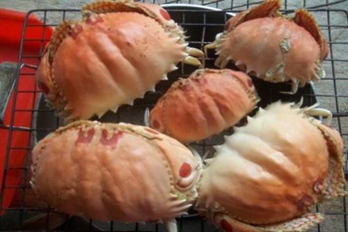 Khám phá kỳ thú về con cúm núm đặc sản Cần Giờ ảnh 1