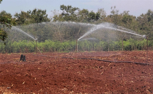 Đất trước khi tái canh cà phê được phun nước để giữ độ ẩm. Đất trước khi tái canh cà phê được phun nước để giữ độ ẩm.