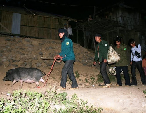 … lợn và nhiều lễ vật khác cũng được mang sang nhà gái tổ chức đám cưới .