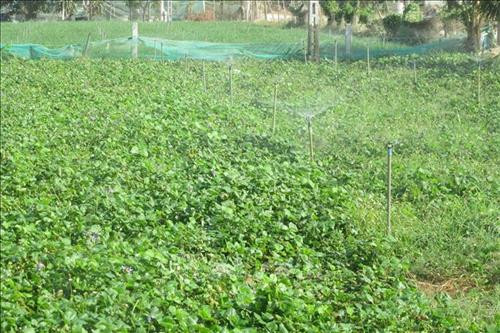 Từ nguồn vốn ưu đãi, nông dân xã An Hải (huyện Ninh Phước, Ninh Thuận) lắp đặt mô hình tưới nước tiết kiệm để phát triển sản xuất ngay trong điều kiện khí hậu khô hạn. Ảnh: Nguyễn Thành – TTXVN Từ nguồn vốn ưu đãi, nông dân xã An Hải (huyện Ninh Phước, Ninh Thuận) lắp đặt mô hình tưới nước tiết kiệm để phát triển sản xuất ngay trong điều kiện khí hậu khô hạn. Ảnh: Nguyễn Thành – TTXVN