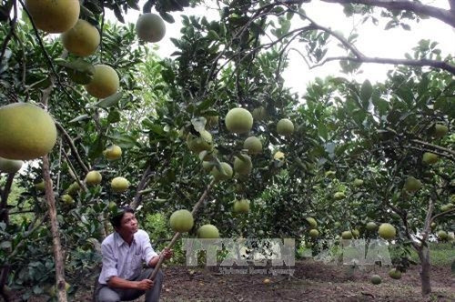 Bưởi Đoan Hùng đoạt "Thương hiệu vàng nông nghiệp 2015” ảnh 1