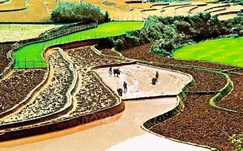 Ngày mùa vùng cao Tây Bắc. Ảnh: TTXVN Ruộng bậc thang - Nét đẹp văn hóa và công trình nghệ thuật độc đáo của đồng bào các dân tộc vùng cao phía Bắc. Ảnh: TTXVN Vẻ đẹp thơ mộng trên các thửa ruộng bậc thang huyện Mù Cang Chải, tỉnh Yên Bái trong mùa nước đổ. Ảnh: TTXVN Mùa gặt trên những thửa ruộng bậc thang huyện Mù Cang Chải (Yên Bái). Ảnh: TTXVN Rực rỡ mùa vàng Mù Cang Chải. Ảnh: TTXVN Thửa ruộng bậc thang hình trái tim ở xã La Pán Tẩn, huyện Mù Cang Chải, tỉnh Yên Bái. Ảnh: TTXVN Ruộng bậc thang Mù Cang Chải vào mùa lúa chín. Ảnh: TTXVN Vẻ đẹp ruộng bậc thang đồi Mâm Xôi, xã La Pán Tẩn, huyện Mù Cang Chải (Yên Bái). Ảnh: TTXVN