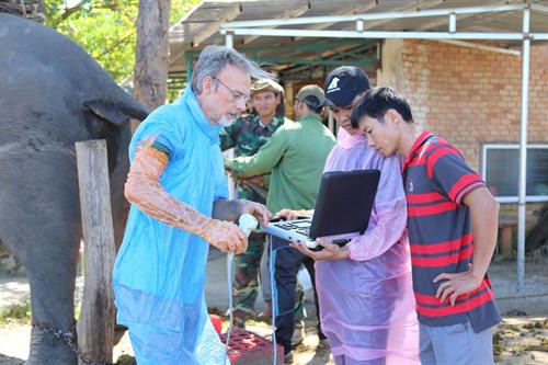 Các chuyên gia siêu âm đánh giá khả năng sinh sản cho voi cái Các chuyên gia siêu âm đánh giá khả năng sinh sản cho voi cái