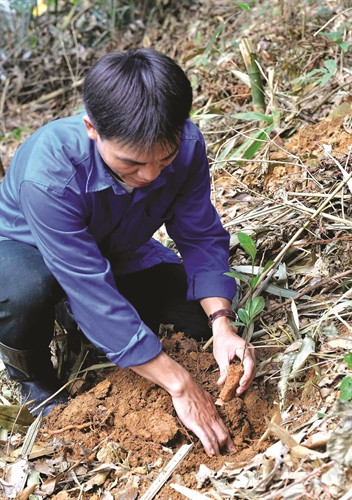 Gia đình anh Vương Văn Cường (dân tộc Giáy) thoát nghèo nhờ mô hình trồng rừng cho hiệu quả kinh tế cao Gia đình anh Vương Văn Cường (dân tộc Giáy) thoát nghèo nhờ mô hình trồng rừng cho hiệu quả kinh tế cao