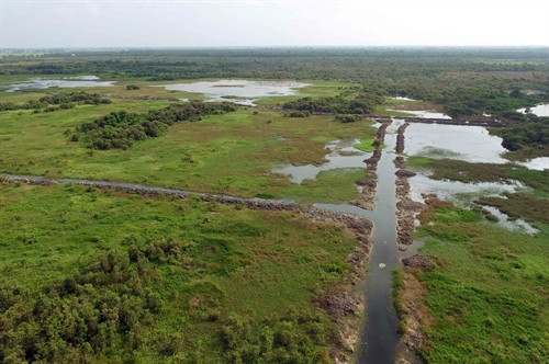 Rừng ngập nước tại Khu Bảo tồn đất ngập nước Láng Sen. Rừng ngập nước tại Khu Bảo tồn đất ngập nước Láng Sen.