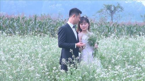 Xen lẫn những ruộng hoa cải màu vàng là những ruộng hoa cải trắng tinh khôi. Ảnh: Khiếu Tư - TTXVN