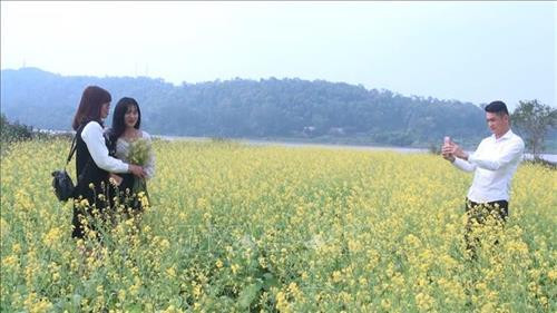 Các bạn trẻ chụp ảnh lưu niệm tại cánh đồng hoa cải Hoằng Lý. Ảnh: Khiếu Tư - TTXVN