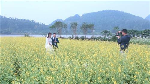 Nhiều cặp đôi chọn cánh đồng cải để chụp ảnh cưới. Ảnh: Khiếu Tư - TTXVN