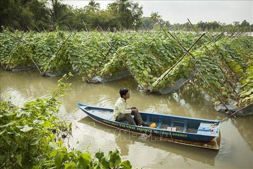 Mô hình trồng dưa leo ở xã Bàn Thạch. Ảnh: Hồng Đạt - TTXVN