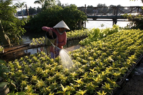 Công việc chăm sóc hoa ở làng hoa Sa Đéc chủ yếu do phụ nữ làm