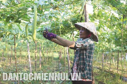 Thời gian gần đây, nhiều hộ nông dân Khmer ở khu vực giồng cát của tỉnh Trà Vinh chuyển sang trồng các loại cây màu chịu hạn, ứng dụng mô hình tưới tiết kiệm nước, cho hiệu quả kinh tế cao. Ảnh: Phúc Thanh