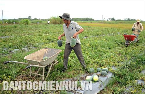 Bà con nông dân Khmer thu hoạch dưa hấu trồng trên chân ruộng tại xã Long Sơn (Cầu Ngang, Trà Vinh). Ảnh: Phúc Thanh