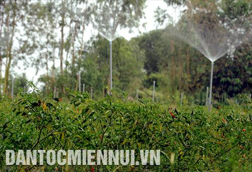 Trồng màu theo mô hình tưới tiết kiệm nước thích ứng với biến đổi khí hậu của đồng bào Khmer ở ấp Giồng Cao (Ngọc Biên, Trà Cú, Trà Vinh). Ảnh: Phúc Thanh