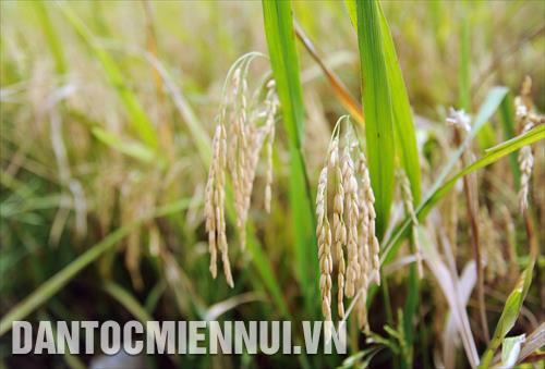 Nhờ có đê bao khép kín và canh tác theo mô hình sản xuất lúa sinh học hữu cơ, nhiều hộ đồng bào Khmer ở ấp Chòm Chuối (Phước Hưng, Trà Cú) yên tâm sản xuất khi được bao tiêu sản phẩm với giá cao hơn thị trường, năng suất tăng gấp đôi so với trước đây. Ảnh: Phúc Thanh