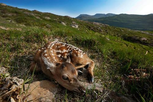 Các chú hươu có thể đi lại tự do khắp hòn đảo chứ không chỉ ở khu vực nghiên cứu. Một nhân viên bảo tồn với chiếc vợt lưới lớn để bắt hươu. Chú hươu con mang tên Karuka18. Chú hươu con 5 ngày tuổi được đem về để thu thập thông tin Chú hươu con Scallop18 được kiểm tra cân nặng tại chỗ. Các nhà khoa học bôi rêu lên người những chú hươu con nhằm tránh để lại mùi trên người chúng, tránh bị đồng loại dè chừng. Những thông tin được thu thập bao gồm dữ liệu DNA, số đo và mẫu sinh trắc học của tất cả con hươu trên đảo. Người sáng lập dự án, Fiona Guinness, vốn phân loại từng chú hươu bằng cách nhớ mặt từng con một. Hiện nay, người ta sử dụng thẻ tên để nhận diện từng chú hươu. Sừng và sọ hươu qua đời trên đảo được giữ lại để phục vụ cho quá trình nghiên cứu và xác nhận những dữ liệu cần thiết cho việc bảo tồn. Các chú hươu có thể đi lại tự do khắp hòn đảo chứ không chỉ ở khu vực nghiên cứu. Một nhân viên bảo tồn với chiếc vợt lưới lớn để bắt hươu. Chú hươu con mang tên Karuka18. Chú hươu con 5 ngày tuổi được đem về để thu thập thông tin Chú hươu con Scallop18 được kiểm tra cân nặng tại chỗ. Các nhà khoa học bôi rêu lên người những chú hươu con nhằm tránh để lại mùi trên người chúng, tránh bị đồng loại dè chừng. Những thông tin được thu thập bao gồm dữ liệu DNA, số đo và mẫu sinh trắc học của tất cả con hươu trên đảo. Người sáng lập dự án, Fiona Guinness, vốn phân loại từng chú hươu bằng cách nhớ mặt từng con một. Hiện nay, người ta sử dụng thẻ tên để nhận diện từng chú hươu. Sừng và sọ hươu qua đời trên đảo được giữ lại để phục vụ cho quá trình nghiên cứu và xác nhận những dữ liệu cần thiết cho việc bảo tồn.