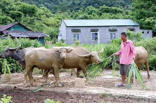 Được Nhà nước hỗ trợ trâu giống và hướng dẫn cách chăm sóc, đến nay gia đình ông Lù A Tiên ở xã Trung Chải, huyện Nậm Nhùn đã thoát nghèo nhờ chăn nuôi trâu. Ảnh: Công Tuyên-TTXVN Được Nhà nước hỗ trợ trâu giống và hướng dẫn cách chăm sóc, đến nay gia đình ông Lù A Tiên ở xã Trung Chải, huyện Nậm Nhùn đã thoát nghèo nhờ chăn nuôi trâu. Ảnh: Công Tuyên-TTXVN