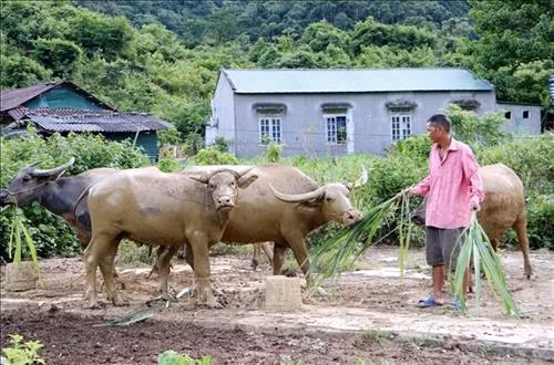 Được Nhà nước hỗ trợ trâu giống và hướng dẫn cách chăm sóc, đến nay gia đình ông Lù A Tiên ở xã Trung Chải, huyện Nậm Nhùn đã thoát nghèo nhờ chăn nuôi trâu. Ảnh: Công Tuyên-TTXVN Được Nhà nước hỗ trợ trâu giống và hướng dẫn cách chăm sóc, đến nay gia đình ông Lù A Tiên ở xã Trung Chải, huyện Nậm Nhùn đã thoát nghèo nhờ chăn nuôi trâu. Ảnh: Công Tuyên-TTXVN