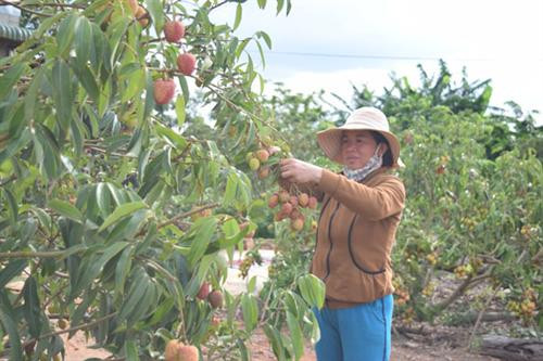 Người dân xã Ea Kuăng (huyện Krông Pắc) thu hoạch vải thiều. Ảnh baodaklak.vn: Người dân xã Ea Kuăng (huyện Krông Pắc) thu hoạch vải thiều. Ảnh baodaklak.vn: